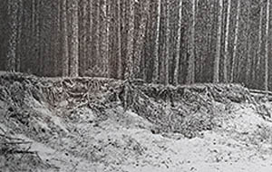 Rozkopana wydma w lesie